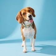Vibrant Life Green Polka Dot Dog Collar, Size S